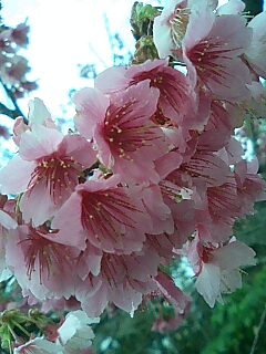 桜祭り