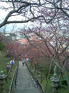 桜祭り