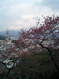 桜祭り