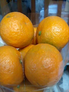 羽地みかん、みっけ！