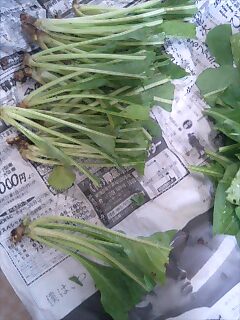 苦菜の苗作り！