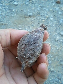 サガリバナの種