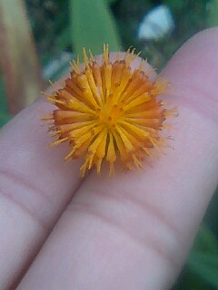 この花・・・わかりますか？