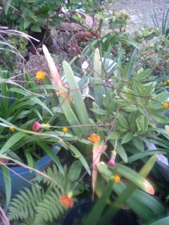 この花・・・わかりますか？
