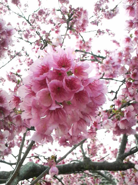 サクラ、桜！
