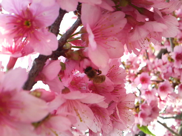 サクラ、桜！