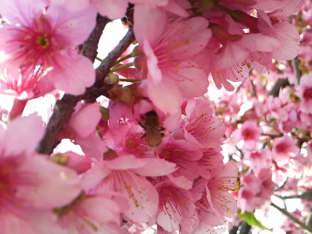 サクラ、桜！