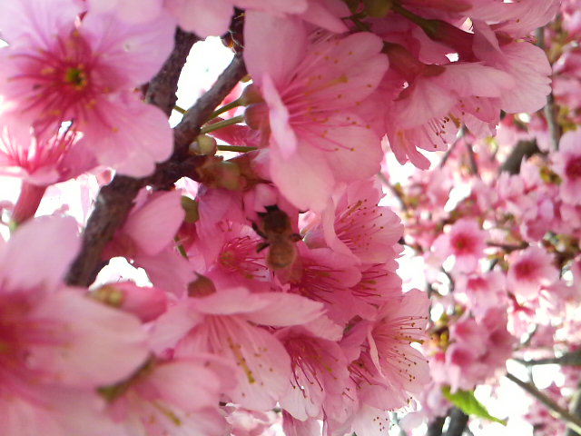 サクラ、桜！