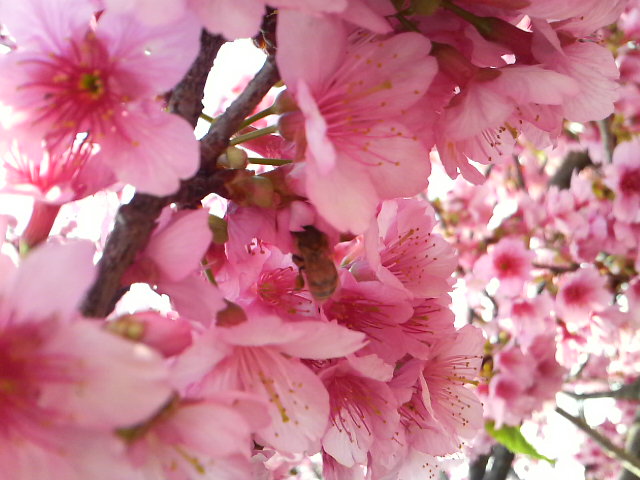 サクラ、桜！