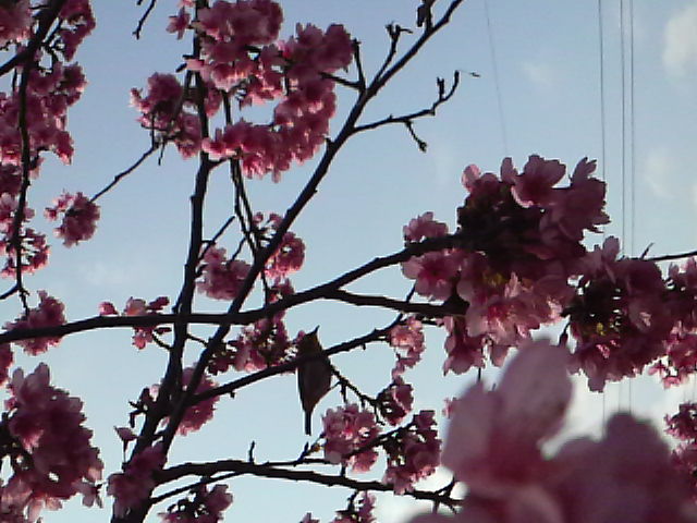 サクラ、桜！