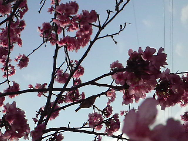 サクラ、桜！