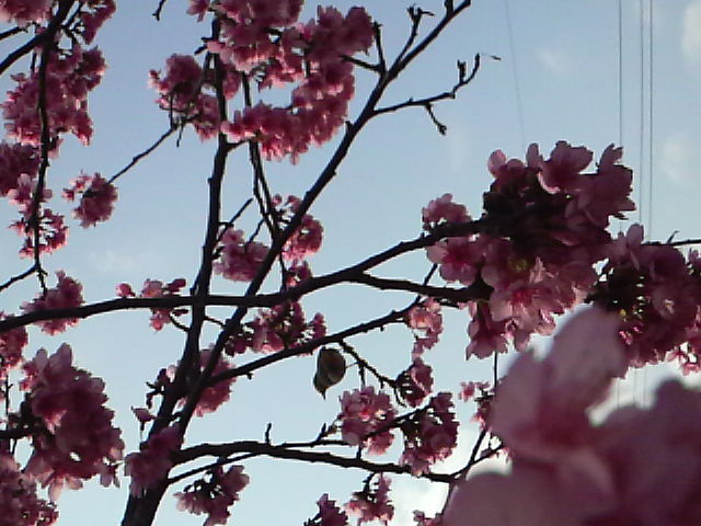 サクラ、桜！