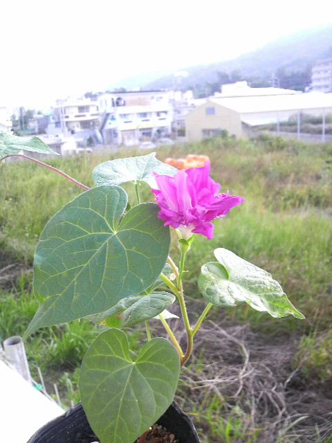 小さく咲きました。セレナーデ！