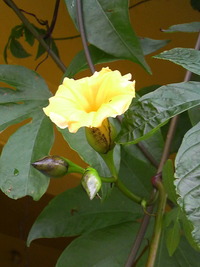 種が出来る時に一重の薔薇の様に！ 2009/11/13 14:32:17