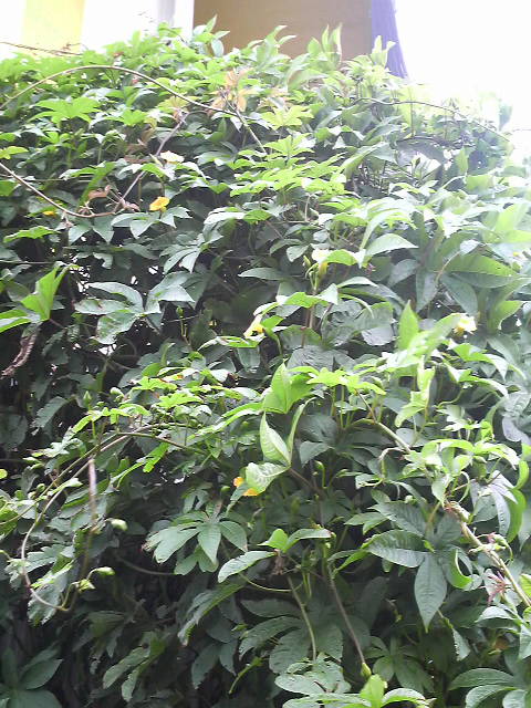 種が出来る時に一重の薔薇の様に！