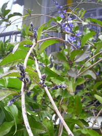 春です。 2010/02/23 18:32:28