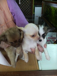ラッシュ？ 2010/04/10 12:47:57