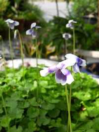 家の花華 2010/04/12 13:06:08