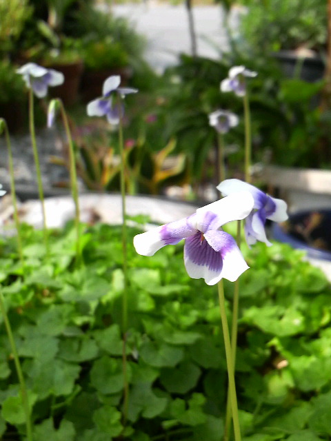 家の花華