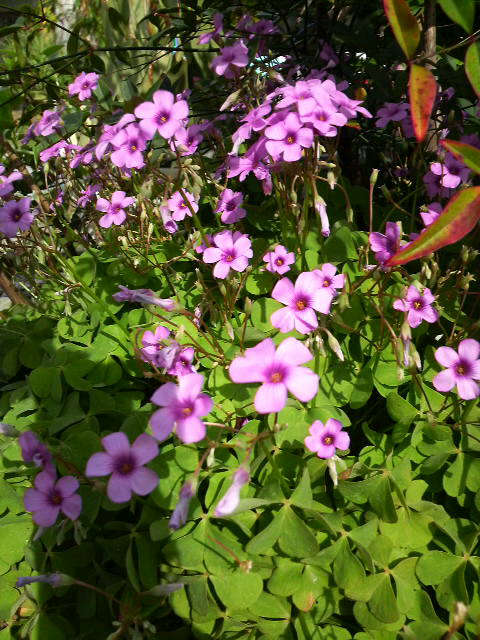 家の花華