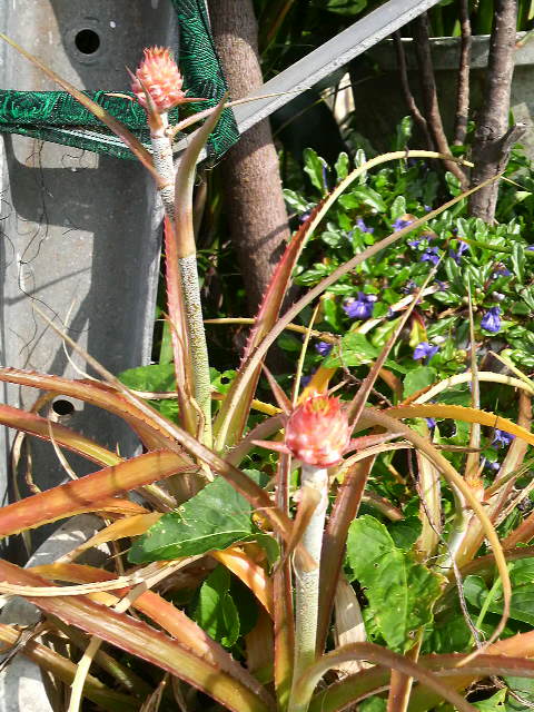 家の花華