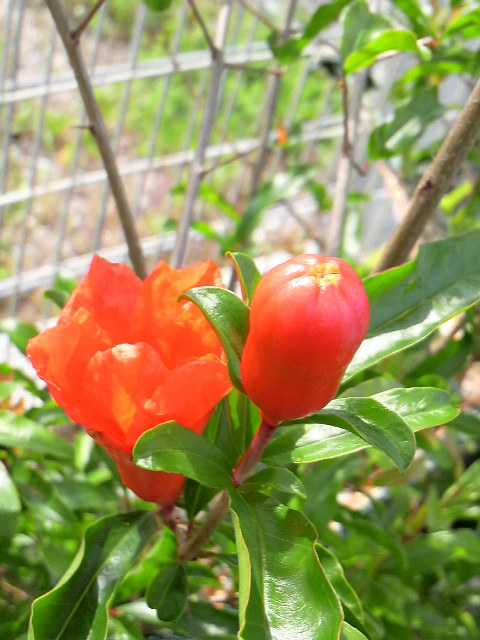 家の花華