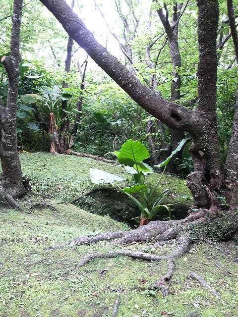 今日は雨の日！