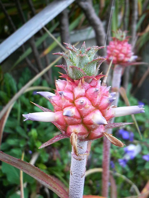 成長と開花