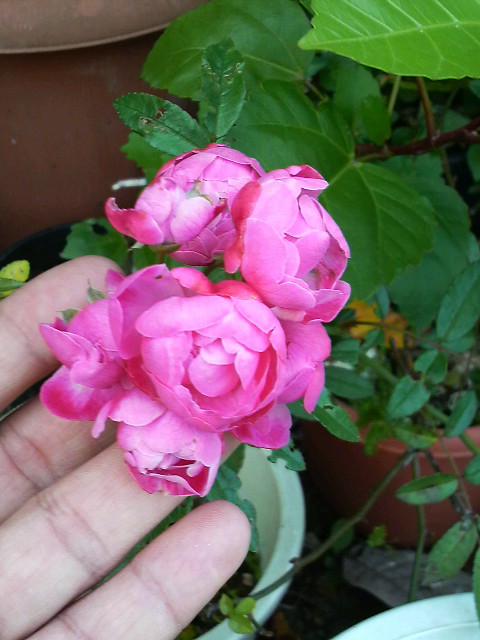 成長と開花