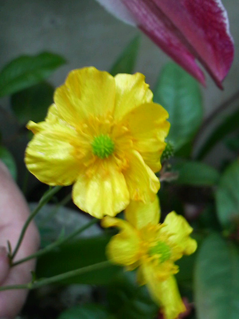 成長と開花