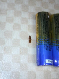 飛びます！白あり、飛びます！ 2010/05/07 21:04:20