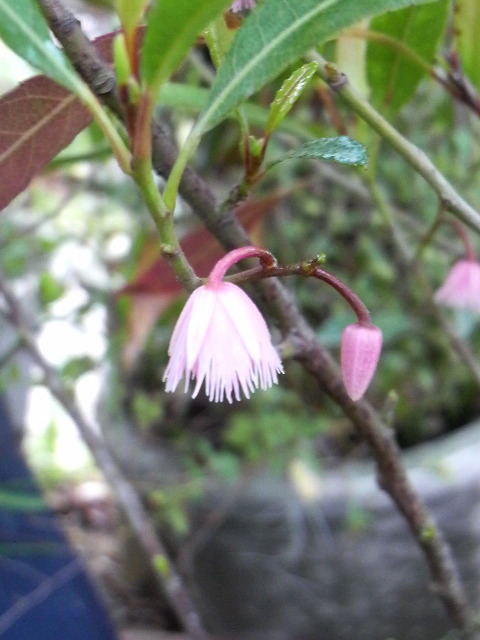 成長と開花