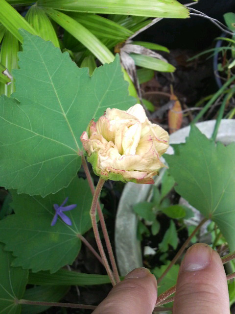 成長と開花