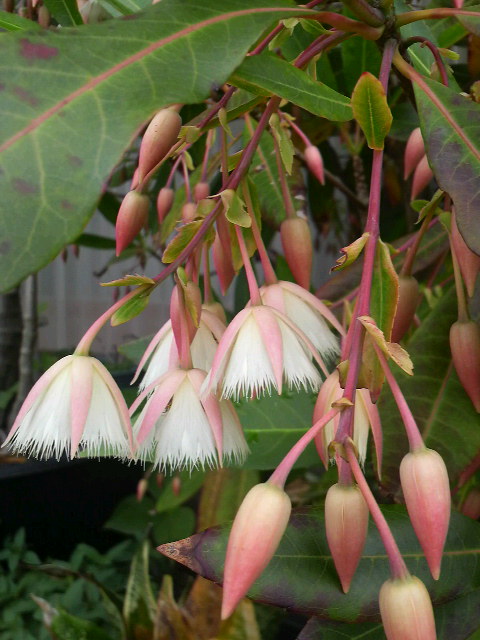 成長と開花