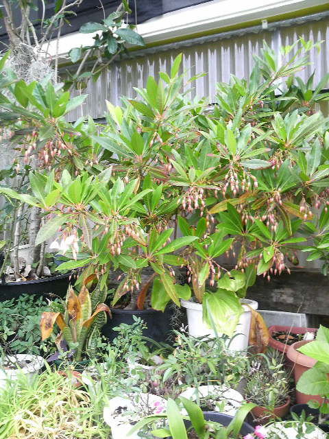 成長と開花