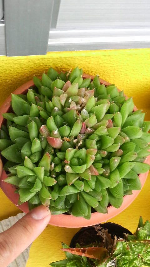 成長と開花
