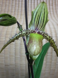 やっとの思いで・・・ 2010/05/19 17:28:06