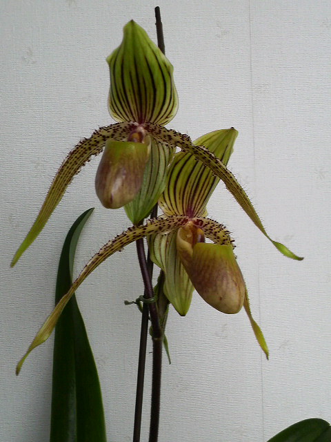 開きました。花・運