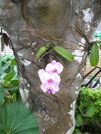 着生ラン！ 2010/07/10 13:05:22