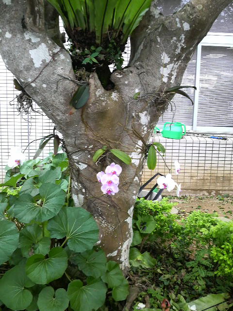 着生ラン！