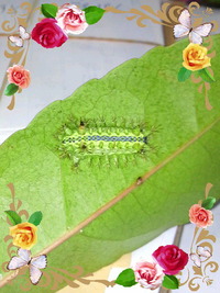 イラガ・電気虫 2010/08/19 11:45:58