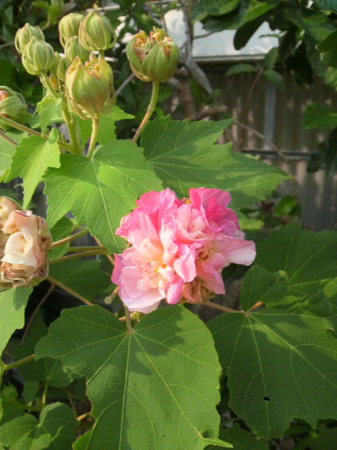 開花！