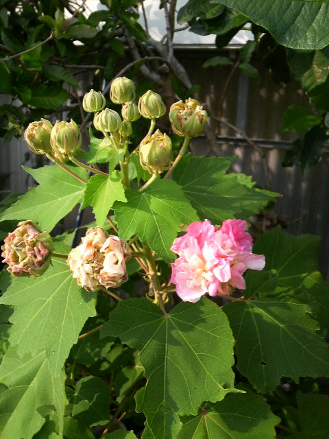 開花！