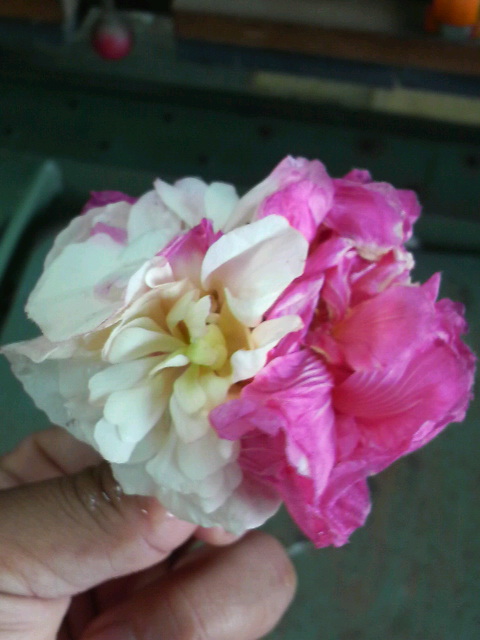 開花！