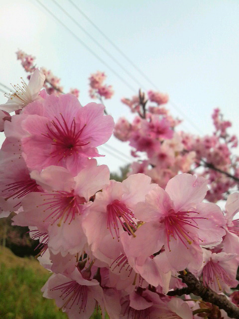 さくら