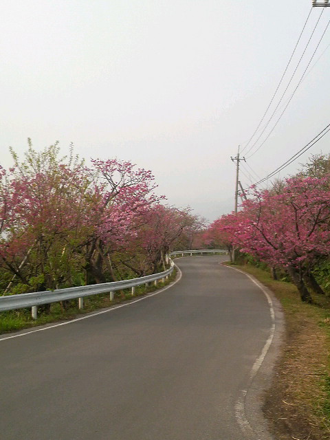 さくら
