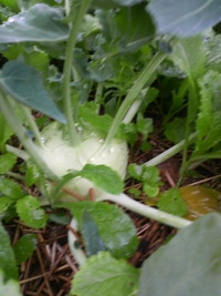農業祭からの～ 2011/02/14 18:42:21