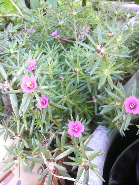 小さな芽が