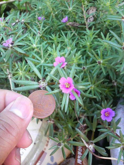 小さな芽が