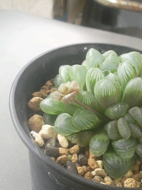 高仔（子）・花仔（子）